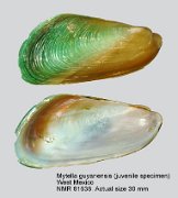 Mytella guyanensis (2)